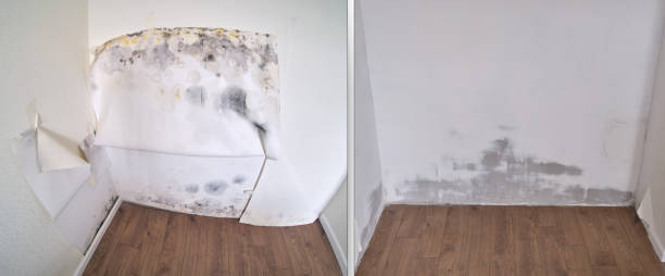 Mold Testing and Removal in Mauldin, SC